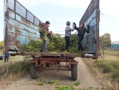 Суб&shy;бот&shy;ник в Цве&shy;то&shy;по&shy;ле